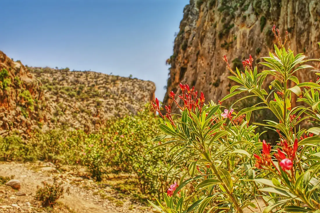 May in Hagia Faragio (holy gorge) on Crete -) (14166439579)