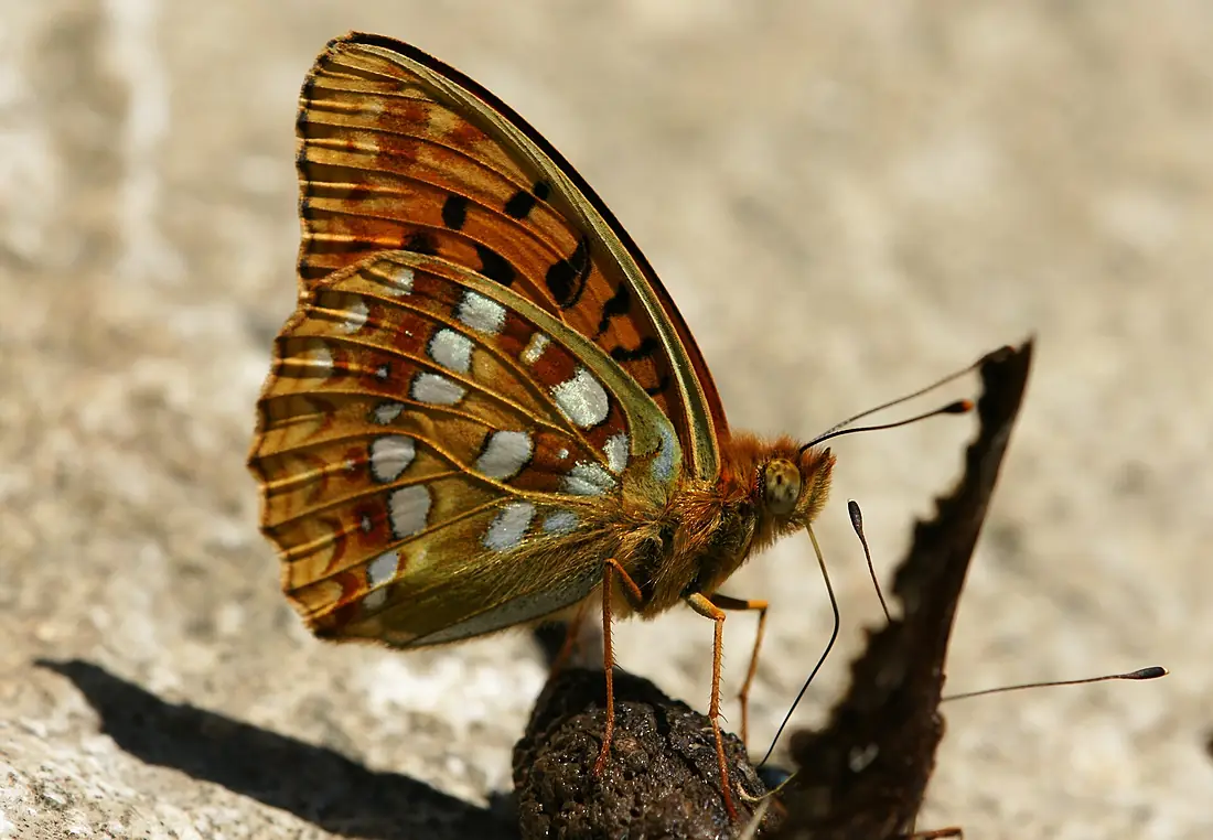 Alplochschlucht, Argynnis adippe
