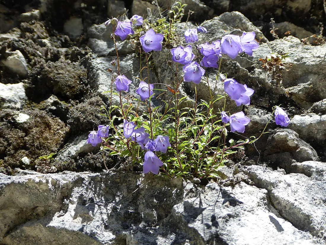 20150731 xl P1010027 Breitachklamm