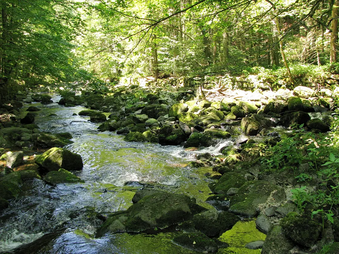Wolfsteiner Ohe Ursprung