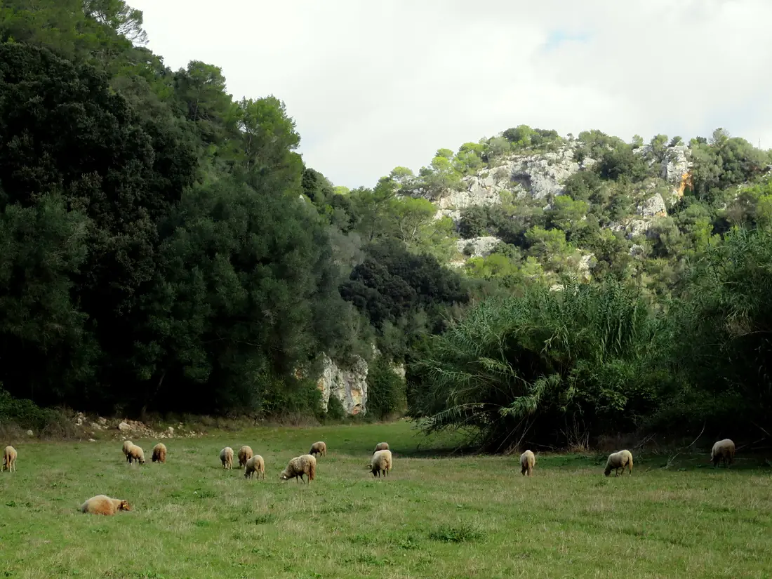 Barranc d'Algendar (23556069268)