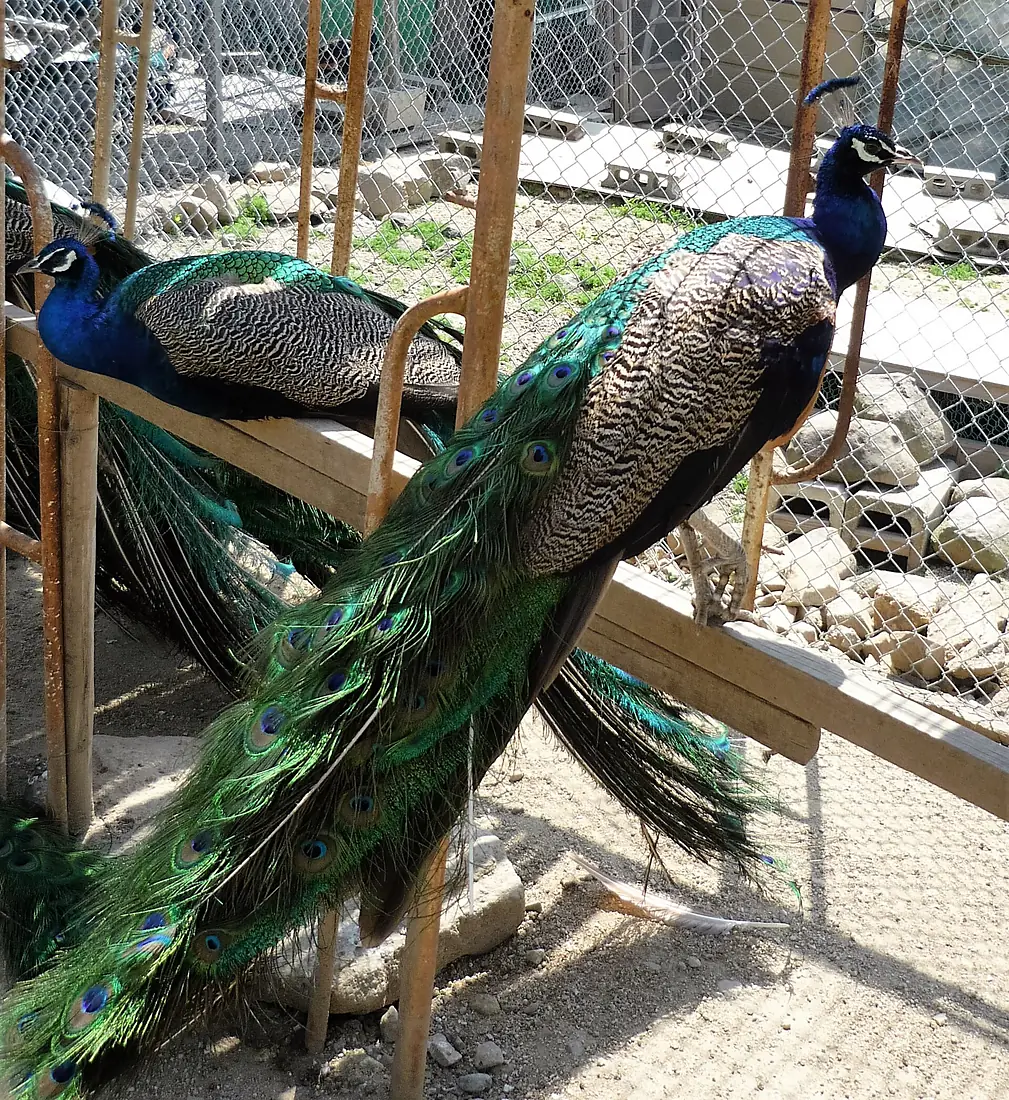 Choshikei Peafowl