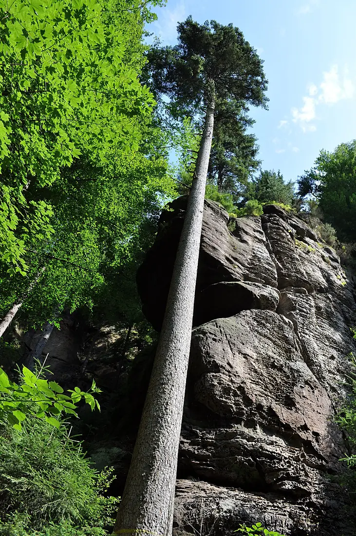 Canyon of Kamenice River (Kamenice Gorge, Edmundsklamm) 01