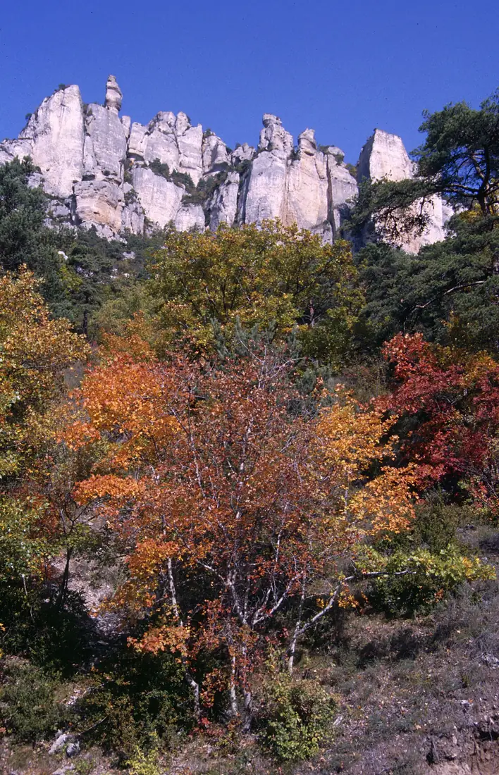AuvGorgesDeLaJonte0