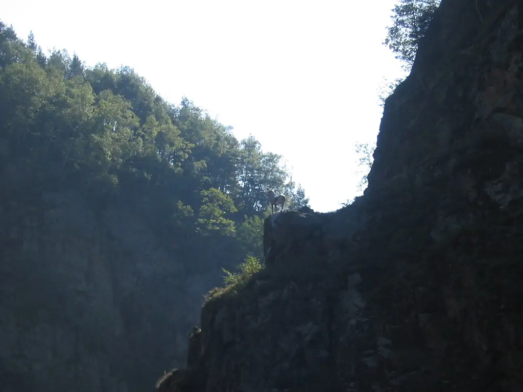 Hirschsprung (1)