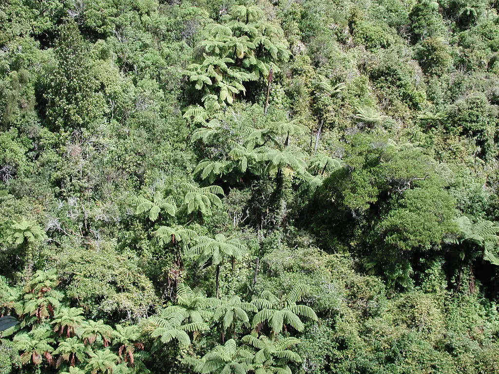 Looking down on mamaku tree ferns in Karapoti Gorge
