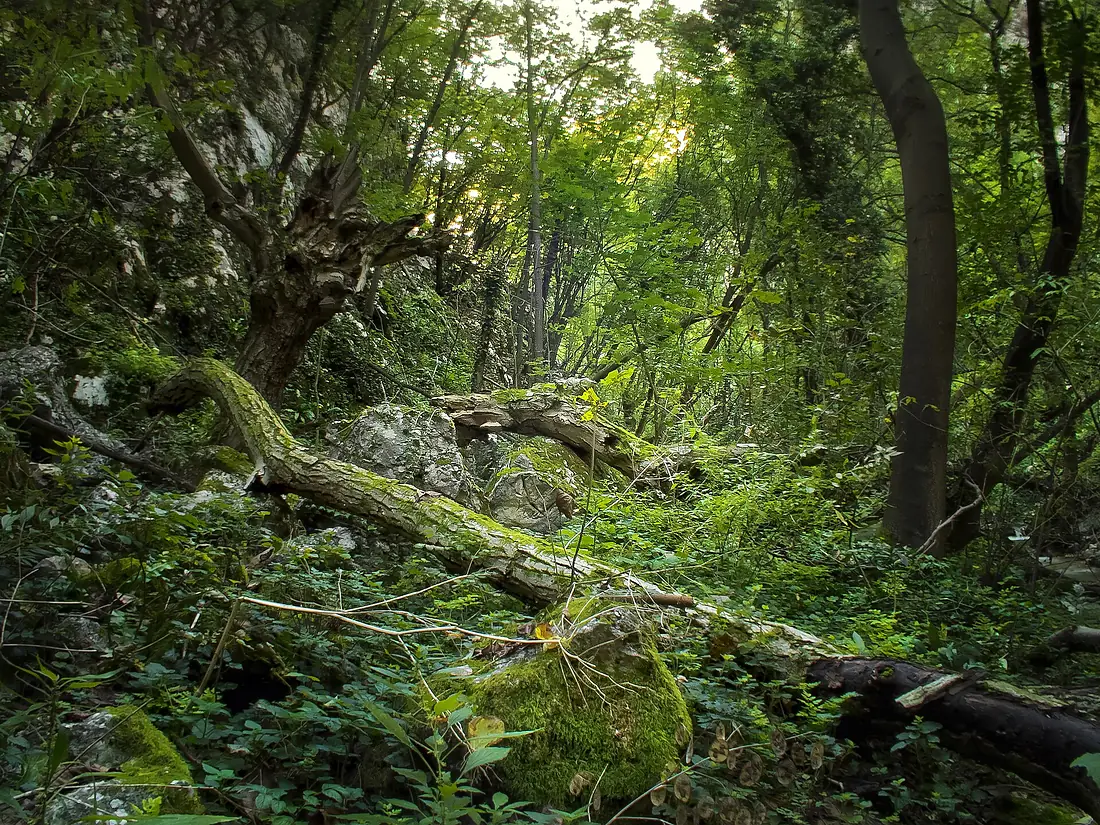 Jungle, Lazarev Kanjon