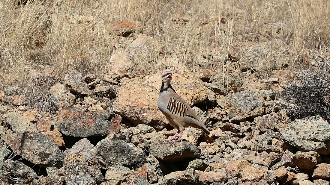 Chukar at Leslie Gulch (21852899359)