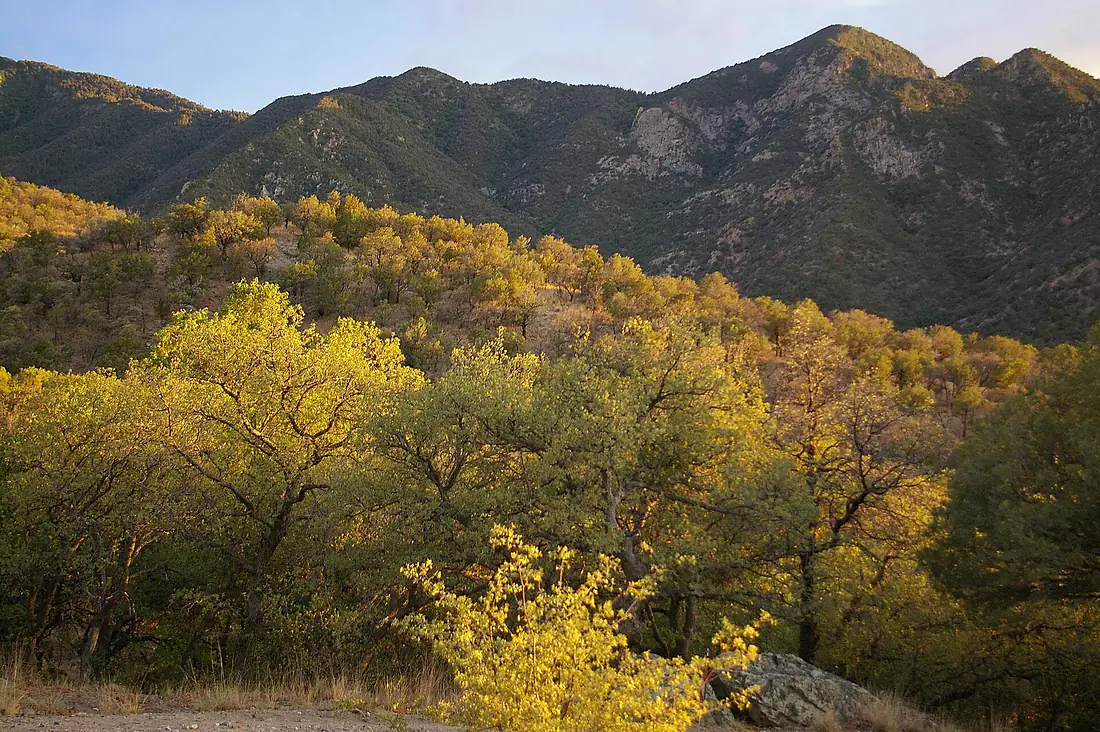 MADERA CANYON AREA -001 (3682634388)