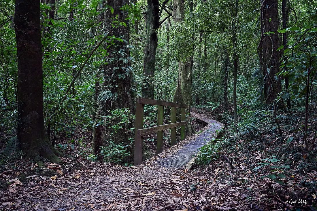 Manawatu Gorge Track (51951887647)