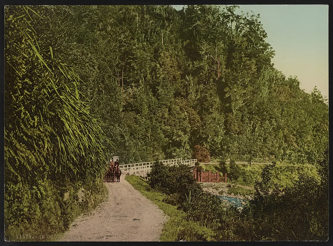 In Otira Gorge LCCN2017658082