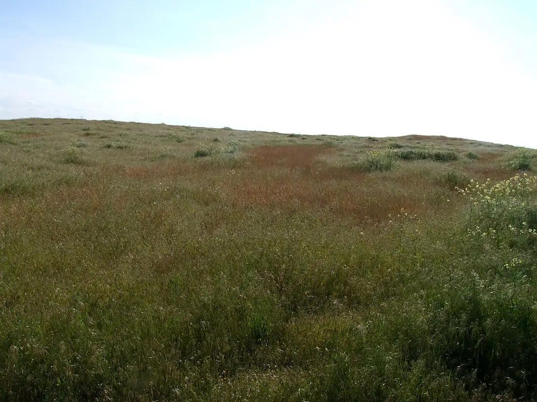 Open Land - panoramio