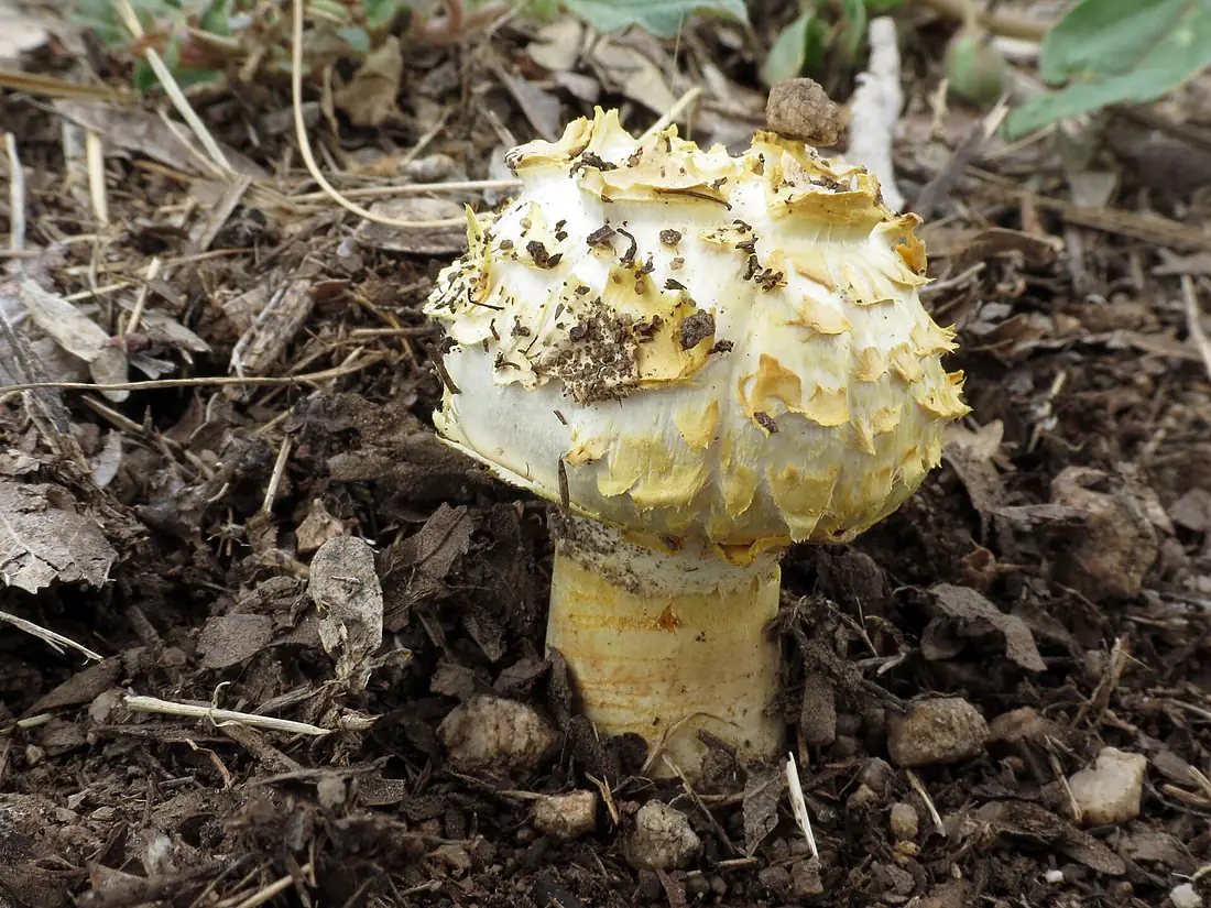 Texas Canyon - Desert Agaricus 1