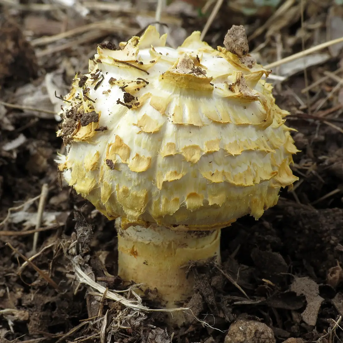 Texas Canyon - Desert Agaricus 2