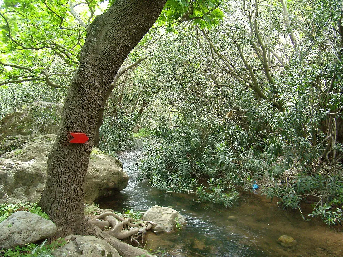 Forest in the Zakros Canyon 1 - panoramio